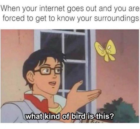 When your internet goes out and you are forced to get to know your surroundings... Kinds Of Birds, College Humor, 웃긴 사진, Memes Humor, E Card, Funny Posts, Kpop Memes, Eminem, Dankest Memes