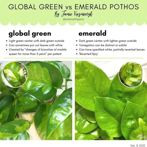 Jamie K 🌿 Houseplant Lover & Artist | Quick global green vs emerald pothos comparison chart! 🌿 #bh95plantcharts | Instagram Emerald Pothos, Global Green Pothos, Rubber Plant, Fragrant Plant, Pothos Plant, Plant Guide, Money Trees, Spider Plants, Colorful Plants