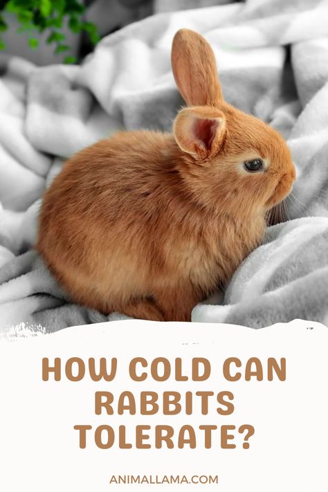 As the colder days are approaching, it's important to think about our pets and how the cold will affect them. So, how cold can rabbits tolerate and how to keep them warm in the winter? Let's find out! Rabbit Food Storage Ideas, Rabbit Diy Ideas, Rabbit Waterer, Pregnant Rabbit, Rabbit Tips, Rabbit Burrow, Survival Knowledge, Rabbit Nest, Mini Lop Rabbit