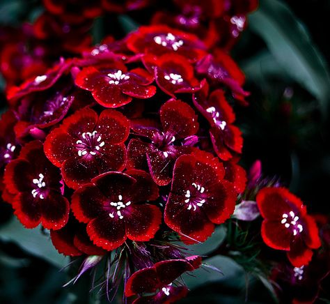 Dianthus Flowers, Dianthus Barbatus, Sweet William, Garden Shrubs, Ornamental Plants, All Flowers, Exotic Flowers, Flower Beauty, Flowers Nature