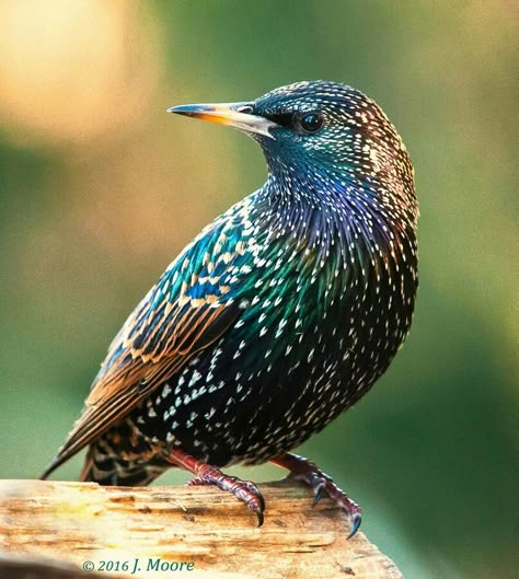 Starling Birds, Starling Bird, Ohio Birds, European Starling, Common Starling, List Of Birds, British Birds, Evening Light, Finches