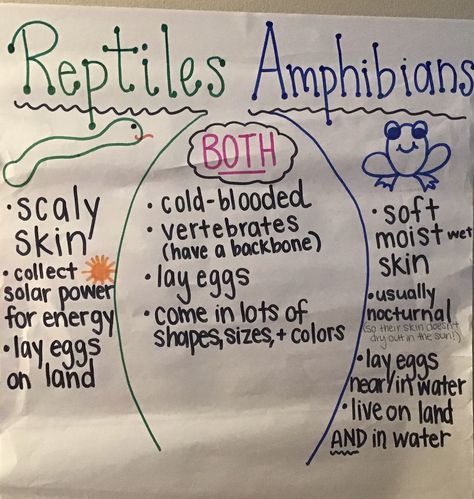 Reptiles And Amphibians Activities, Reptiles And Amphibians Preschool, Amphibians Preschool Activities, Reptile Preschool Activities, Reptiles Preschool, Amphibians Activities, All About Me Preschool Theme, Performance Task, Frog Activities