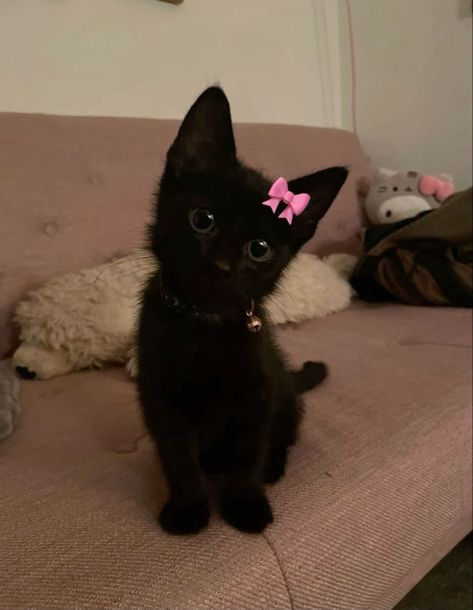 Black Cat Pink Aesthetic, Black Cat Girlfriend Aesthetic, Black Cat Pics, Black And Pink Coquette, Icons Cats, Black Cat Icon, Black Cat Pfp, Muffin Cat, Baby Black Cat