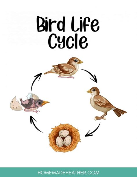 Hummingbird Life Cycle, Lifecycle Of A Bird, Bird Life Cycle Activities, Life Cycle Of A Bird Free Printables, Bird Life Cycle Preschool, Birds Activity For Preschool, Birds For Preschoolers, Birds Kindergarten Activities, Life Cycle Of A Bird