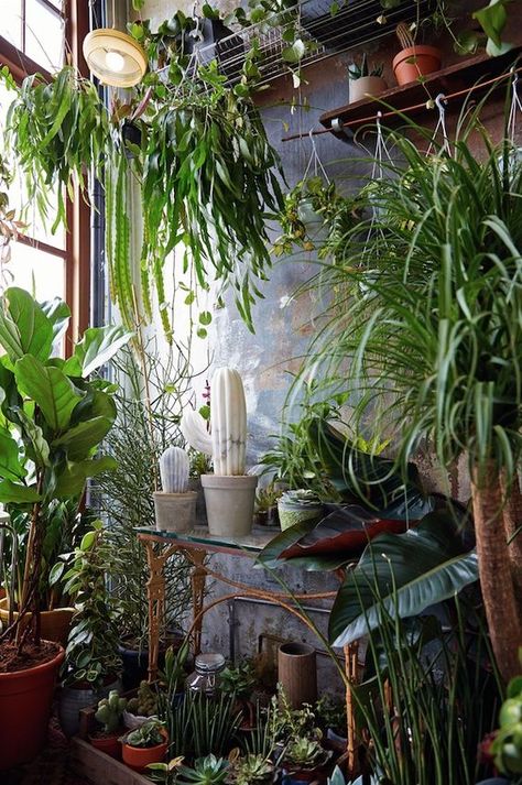 House Exhibition, Cactus House, 숲 사진, Lots Of Plants, نباتات منزلية, Plant Room, Inside Plants, Indoor Gardens, Interior Plants