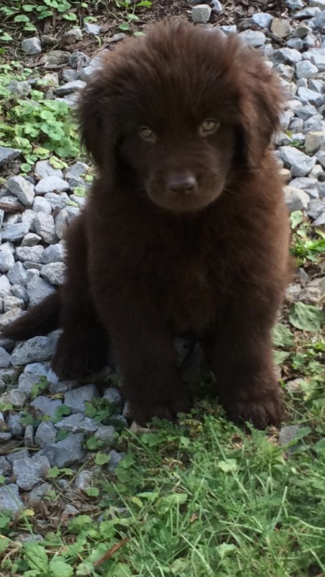 Newfoundland Puppy Aesthetic, Brown Newfoundland Puppy, Newfoundland Puppy Brown, Brown Fluffy Dog, Brown Newfoundland Dog, Newfoundland Dog Puppy, Newfie Dog, Newfoundland Puppy, Big Dogs Breeds