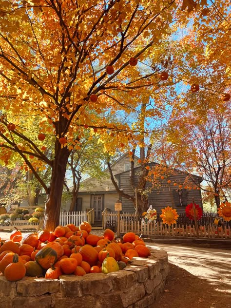 Fall Aesthetic Bright, Bright Fall Aesthetic, Autumn Nature Aesthetic, Beige Pantone, Pumpkin Patch Aesthetic, Tis Autumn, Fall Szn, Fall Feeling, Studera Motivation