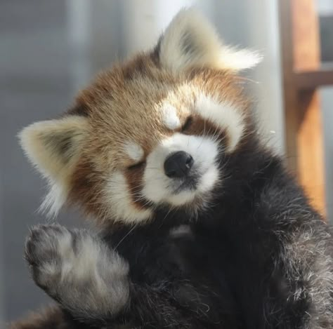 Albino Red Panda, Red Panda Aesthetic, Red Panda Icon, Red Panda Pfp, Animals Red Panda, Red Raccoon, Panda Aesthetic, Baby Red Panda, Red Panda Cute