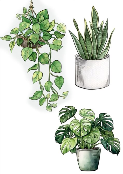 How To Draw Potted Plants, House Plants Watercolor, Drawing From Nature, Plant Biology Art, Marker Plant Drawing, Plant Shelf Drawing, Pot Plants Drawing, Pothos Drawing Simple, Plants In Pots Drawing