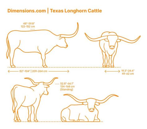 The Texas Longhorn (Bos Taurus) is a cattle breed known for its recognizable horns and distinct shades of dark red and white fur with occasional spotting. Texas Longhorns, also known as American Longhorns, are descendants of the first cattle that the explorer Christopher Columbus brought into the West Indies. Downloads online #bovines #ungulates #mammals #animals Longhorn Drawing, Long Horn Drawing, Longhorn Doodle, Long Horn Drawing Art, Longhorn Outline, Longhorn Illustration, Longhorn Pencil Drawing, Texas Long Horn Drawing, Horned Lizard