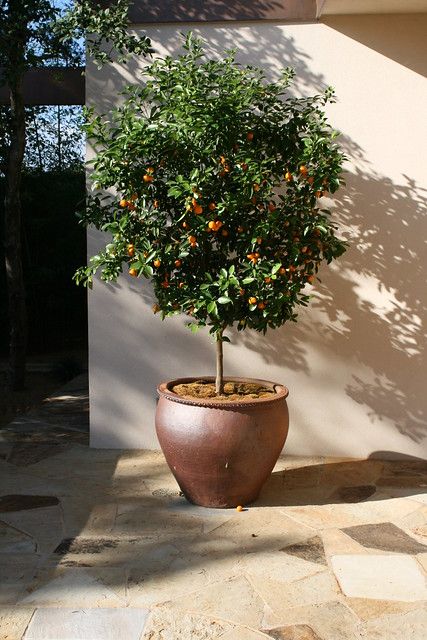 Moroccan Garden, Arizona Backyard, Citrus Tree, Citrus Garden, Balkon Decor, Citrus Trees, Potted Trees, Mediterranean Garden, Orange Tree