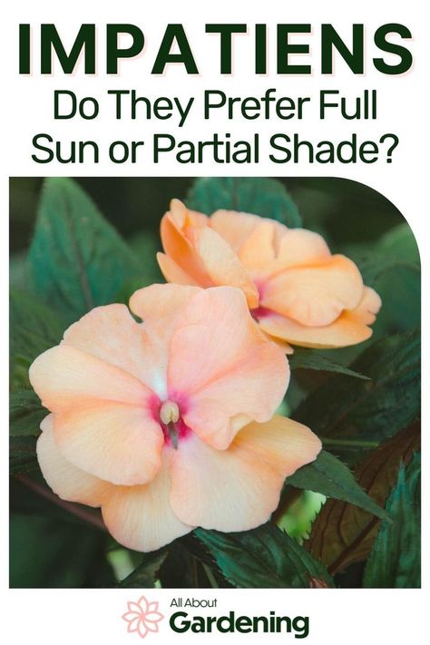 Part Sun Part Shade Container Plants, Sun Impatiens Flowers, Sun Impatients Flowers, Impatients Flowers Landscape, Inpatients Flowers In Pots, Morning Shade Afternoon Sun Plants, Impatience Flowers, Impatiens Container, Partial Sun Flowers