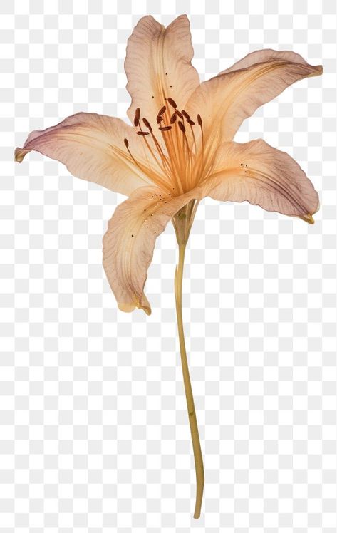 Lily Flower Aesthetic, Flowers With Transparent Background, Lily Flower Clipart, Dried Flowers Transparent Background, Pressed Flower Transparent Png, Pink Flower Transparent Background, Flower Png Images, Aesthetic Roses, Png Aesthetic