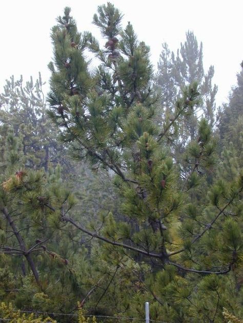 The post 7 Common Types Of Pine Trees In Australia appeared first on ProGardenTips. Types Of Pine Trees, Japanese Black Pine, Bristlecone Pine, Ponderosa Pine, Kangaroo Island, Conifer Trees, Fast Growing Trees, Evergreen Trees, Ornamental Trees