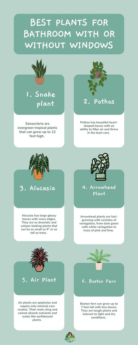 If you are an indoor plant lover like me, then you must be wondering how you can make every corner of your home green, including your bathroom. #simplifyplants #plants #careofplants #gardener #bestplant #forbathroom Plants For Bathroom With No Windows Small, How To Put Plants In Your Home, Where To Put House Plants, Plants For Showers No Light, How To Care For House Plants, Bathroom Plants Decor Ideas, Plants In Bathroom Decor, Plants For Bathroom With No Windows, House Plants Bathroom