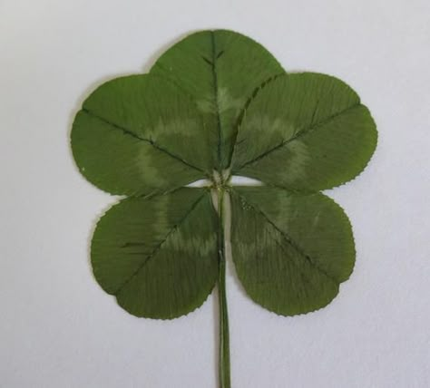 5 Leaf Clover, Party Wedding Favors, Clover Tattoo, Five Leaf Clover, Clover Tattoos, Discreet Tattoos, Simplistic Tattoos, Best Wishes, Character Design References