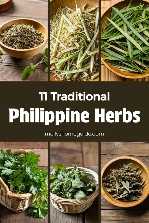 Discover the healing power of Philippine medicinal herbs with Herbal Therapy Philippines. Explore a variety of traditional Philippine medicine through the use of Filipino herbs. Learn about the benefits and uses of Philippine herbal medicine derived from Herbal Medicinal Plants Philippines. Unlock the secrets of ancient healing practices with Philippine medicinal plants, known for their natural remedies and holistic health benefits. Embrace the richness of nature's pharmacy through Traditional P Philippine Traditions, Herbal Therapy, Guava Leaves, Ancient Healing, Healing Practices, Traditional Medicine, Healing Herbs, Healing Power, Medicinal Herbs