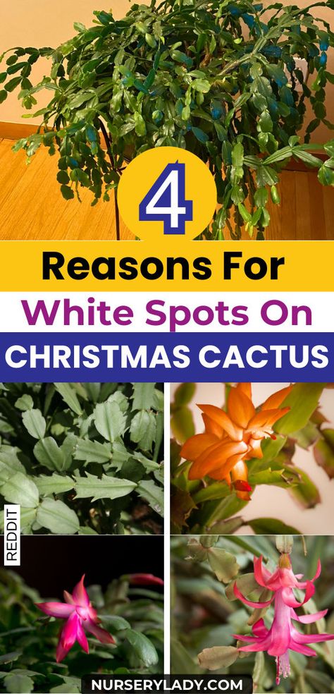 "Discover the 4 reasons for white spots on your Christmas cactus and learn how to ensure optimal Christmas cactus care. From pest infestations to environmental factors, understanding these issues is vital for maintaining a healthy holiday cactus. Explore effective solutions and tips for cactus care, including propagation techniques for your Christmas cactus, Easter cactus, and Thanksgiving cactus. Keep your plants thriving and beautiful this season! Christmas Cactus Flower, Christmas Cactus Propagation, Christmas Cactus Care, Cactus Leaves, Christmas Cactus Plant, Easter Cactus, Thanksgiving Cactus, Holiday Cactus, Cactus Care