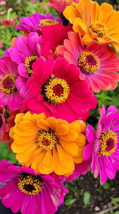 Flowers Dp, Very Beautiful Flowers, Zinnia Flowers, Container Gardening Flowers, Tissue Paper Flowers, Vibrant Flowers, Balloon Flowers, Botanical Beauty, Pretty Plants