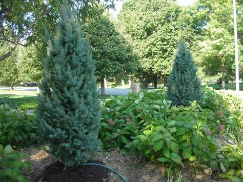 Columnar Blue Spruce Tree Weeping Norway Spruce, Serbian Spruce, Blue Spruce Tree, Colorado Blue Spruce, Norway Spruce, Beautiful Outdoor Living Spaces, Spruce Tree, Tree Nursery, Blue Spruce