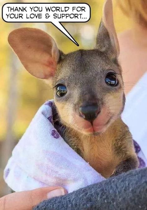 Joey Kangaroo, Baby Kangaroo, Australia Animals, Australian Animals, Cute Animal Photos, Cute Creatures, Sweet Animals, Animal Photo, Cute Little Animals