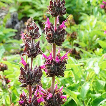 Salvia Hummingbird Sage, Cottage Garden Plan, Purple Perennials, Understory Plants, Fall Perennials, Pink Spring Flowers, Decorative Plants, California Native Plants, Native Plant Gardening