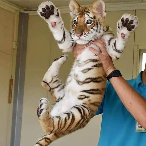 Tiger Cub, A Tiger, On Instagram, Instagram