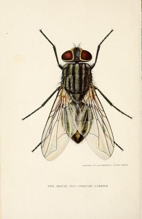 The house fly, disease carrier, an account of its dangerous activities and of the means of destroying it. 1911. Housefly Illustration, House Fly, Fly Drawing, Scientific Drawing, Science Illustration, Bug Art, Insect Art, Scientific Illustration, Bugs And Insects