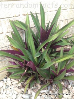 Moses In The Cradle Plant, Moses In The Cradle, Oyster Plant, Gardening Food, Wandering Jew, Planter Garden, Sun Flowers, Garden Idea, Plant Garden