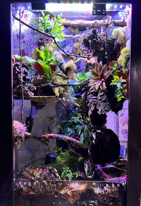 Bio active Vivarium Crested gecko Gargoyle gecko Vertical enclosure DIY vivarium Gargoyle Gecko Enclosure, Gecko Enclosure, Gecko Vivarium, Indoor Rabbit Cage, Gargoyle Gecko, Lizard Tank, Reptile Room, Indoor Rabbit, Rabbit Cage