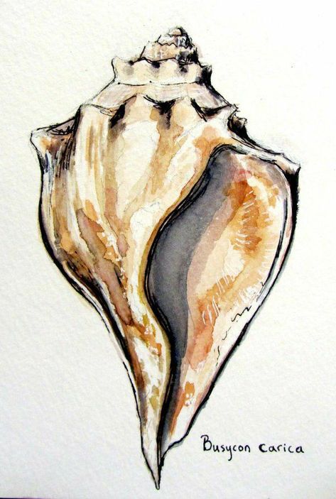 Storm Watercolor, Natural Forms Gcse, Bald Head Island Nc, Whelk Shell, Shell Drawing, Natural Form Art, Bald Head Island, Art Coquillage, Gcse Art Sketchbook