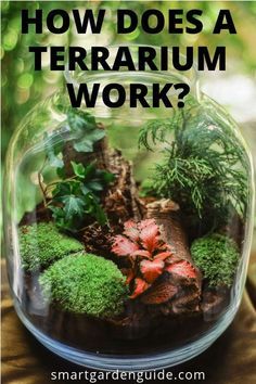 Best Terrarium Plants, Terrariums Diy, Closed Terrarium, Open Terrariums, Cactus Terrarium, Beautiful Terrariums, Moss Terrarium, Smart Garden, Growing Plants Indoors