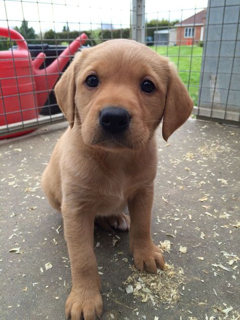 Chilli our beautiful Fox Red Labrador Puppy ❤️ Fox Red Labrador Puppy, Cute Labrador Puppies, Fox Red Labrador, Red Labrador, Labrador Mom, Golden Retriever Mix, Lab Puppy, Popular Dog Breeds, Most Popular Dog Breeds