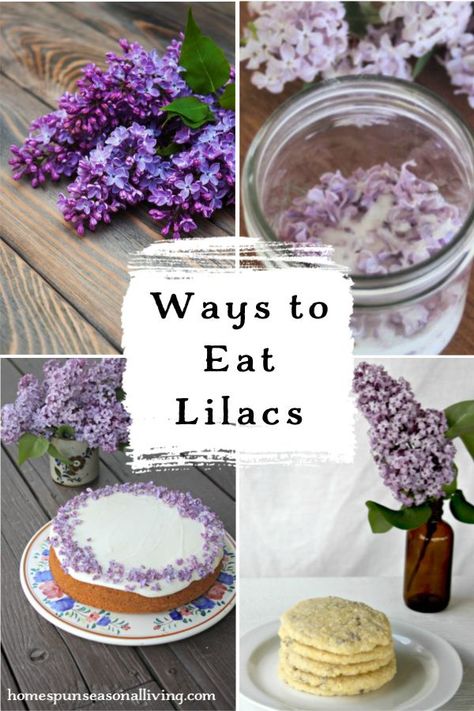 Lilacs are a beautiful flower in spring and summer. Many may not realize it but these flowers are completely edible! How to prepare, preserve, and eat lilacs is included to help you get these gorgeous, edible flowers ready to be consumed. Get creative in your kitchen with some of the different homemade recipes listed which include lilacs. #recipes #edible #flowers #food #drinks #preserves #homemade Magnolia Flower Recipes, Lilac Drink, Lavender Flower Recipes, Eatable Plants, Botanical Recipes, How To Dry Lilac Flowers, Lilac Recipes, Goddess Food, Lilac Edible