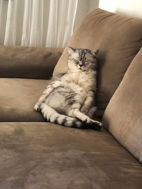 Cat couch sleep Relax Meme, Cat On Couch, Collection Moodboard, Sleeping On The Couch, Sofa Drawing, Cat Couch, Cat Lounge, Cat Seat, Sleep Sofa