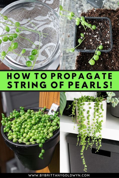 Plants Propagation, How To Propagate Plants, Water Propagation, Easy Plants To Propagate, Water Propagation Plants, Easiest Plants To Propagate, Succulent Propagation Station, Diy Propagation Station, Pothos Propagation Water