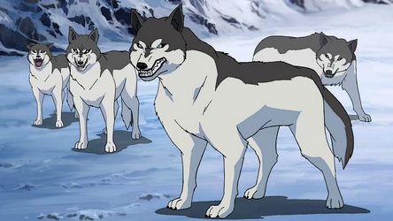 Water Tribe Animals, Wolf Avatar, Earth Kingdom, Avatar Animals, Largest Wolf, Avatar The Legend Of Korra, Republic City, Water Tribe, Human Settlement