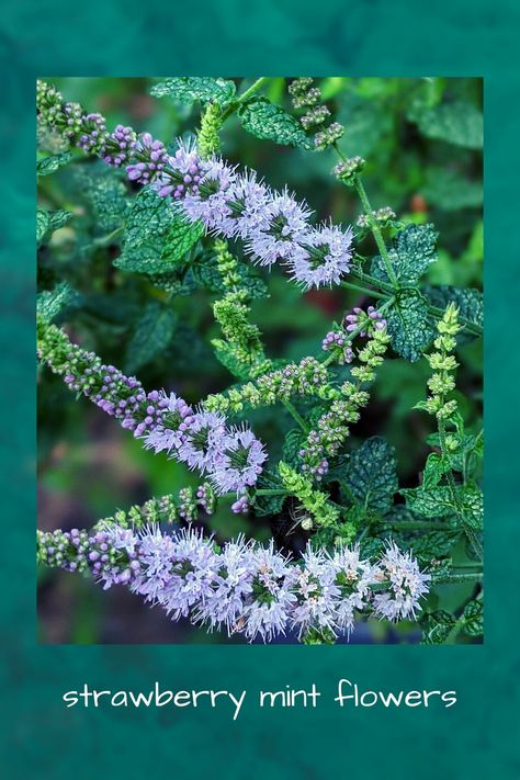 Strawberry Mint Plant, Mint Plant Uses, Dirt Therapy, Mint Plant, Mint Flowers, Herb Gardens, Strawberry Mint, Mint Plants, Culinary Herbs