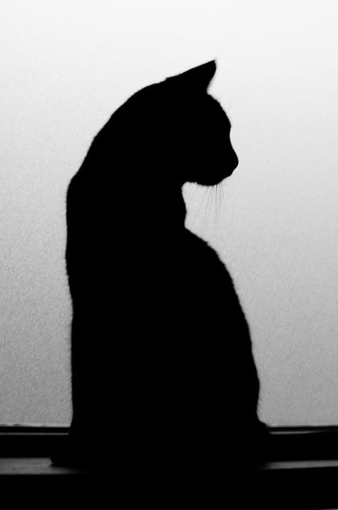 Cat Silhouette Aesthetic, Cat Sillouhette, Black Cat Portrait, Black Cat Poster, Black Cat Aesthetic, Black Cat Silhouette, Cat Tattoos, Black Cat Art, Cat Pose