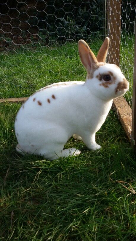 Mini Rex Bunnies, Rex Bunny, English Spot Rabbit, Mini Rex Rabbit, Beautiful Rabbit, Indoor Rabbit, Rex Rabbit, Pet Dogs Puppies, Cute Baby Bunnies