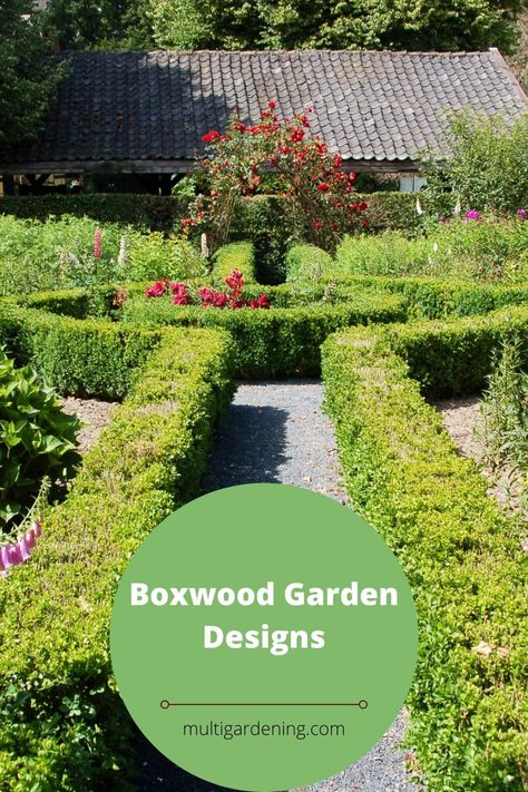 How to grow Boxwood trees for beautiful garden designs. Boxwood Hedges, Boxwood Landscaping, Boxwood Tree, Tomato Fertilizer, Buxus Sempervirens, Boxwood Garden, Boxwood Plant, Boxwood Hedge, Garden Designs