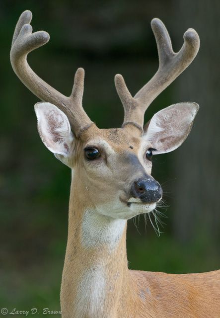 White-tailed deer | Larry D Brown Dear Horns, Whitetail Deer, Beautiful Animals, Craft Fair, Animals Friends, Craft Fairs, Animals Beautiful, Enchanted, Deer