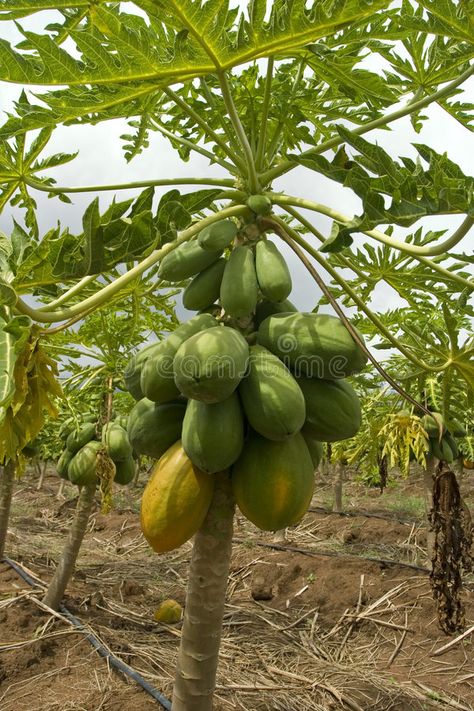 Papaya Farming, Tinola, Papaya Tree, Hindi Worksheets, India Photography, Plant Ideas, Tropical Fruits, Atlanta Georgia, Papaya