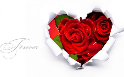 flowers - Google Search Rose Day Wallpaper, Rose Flower Hd, Dan Zena, Happy New Month Prayers, Love Rose Images, Happy Rose Day, Marriage Box, Valentines Day Images, Happy Anniversary Quotes