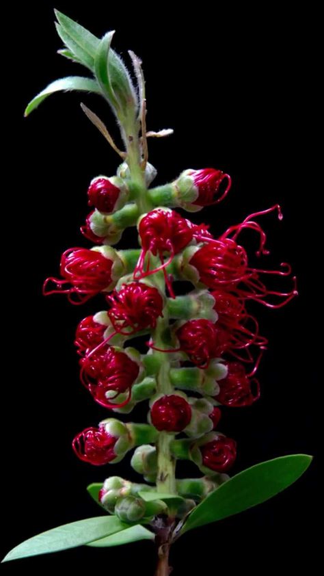 thegardenofbob on Instagram: The scientific name of the Bottlebrush plant is Melaleuca citrina, also known as Callistemon citrinus. The Bottle Brush tree is a unique… Bottlebrush Flower, Bottlebrush Plant, Australian Plants, Bottle Brush Tree, Twin Flame Love, Scientific Name, Brush Tree, Unusual Flowers, Ornamental Trees