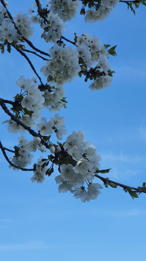 Bleu Ciel Aesthetic, Aestetic Bleu, Printemps Aesthetic, Photo Du Ciel, Fleurs Aesthetic, Photo Ciel, Nature Font, Photo Bleu, Bullet Journel