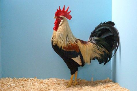 Leghorn Rooster, Poultry Breeds, Game Fowl, Chickens And Roosters, Exotic Birds, Birds Of Paradise, Farm Life, Painting Ideas, Rooster