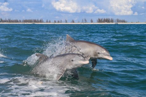 Dolphin Family, Whitetail Bucks, Bottlenose Dolphin, Rare Animals, Pet Rats, Wildlife Photos, Killer Whales, Weird Animals, Ocean Life