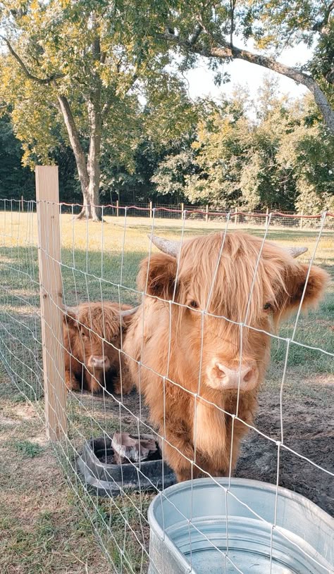 Home Farm Animals, Mini Cow Farm, Highland Miniature Cow, Small Farm Aesthetic, Highland Cow Farm, Cute Farm Ideas, Farm Astethic, Miniature Highland Cow, Cow Farm Ideas