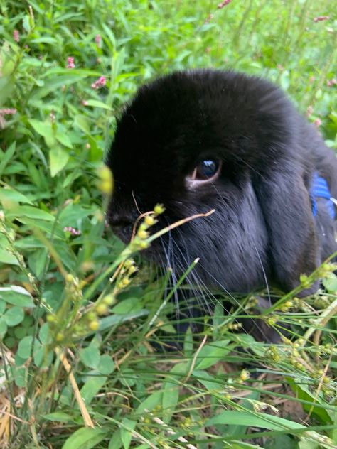 An adorable black holland lop Holland Lop Bunny, Lop Bunny, Holland Lop Bunnies, Holland Lop, Cute Bunny, Holland, Quick Saves, Black